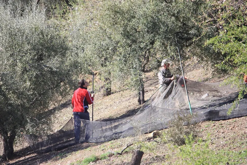 Zeytin ağaçlarının altına serilmiş fileler üzerinde hasat yapan üreticiler